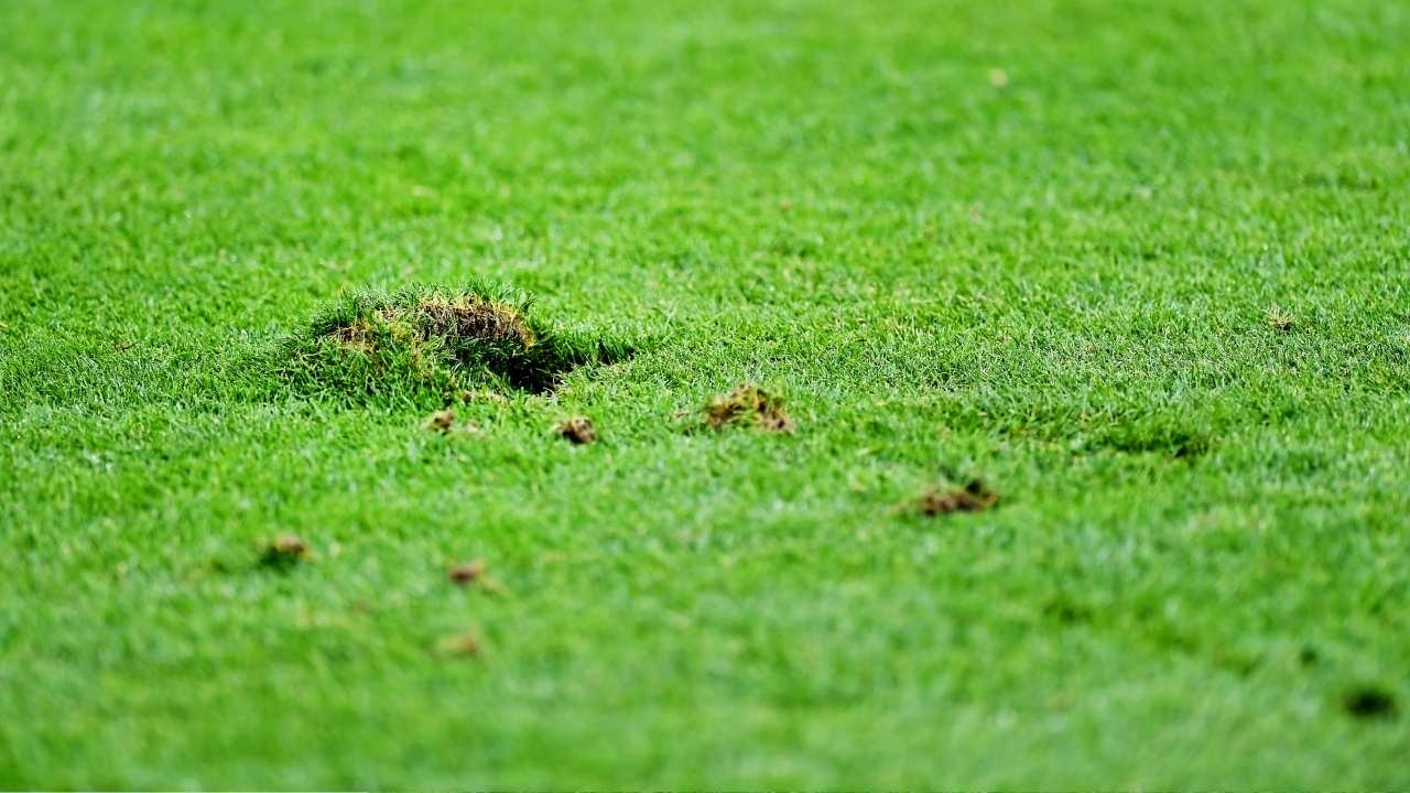 Fix Turf in Boca Seams, Ripples, Burns & Pet Damage